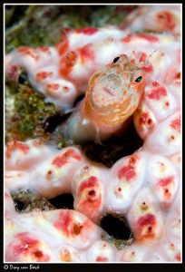 Blenny 2 by Dray Van Beeck 